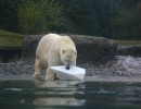 november boris with iceberg